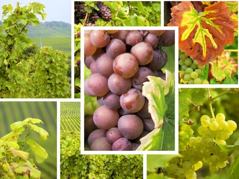 composition  of images of grapes and vines