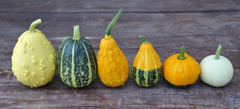 Decorative pumpkin on wooden background