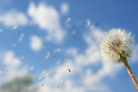 blowball dandelion clock at springtime in the wind