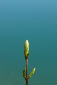 a sprout at spring time on a sunny day