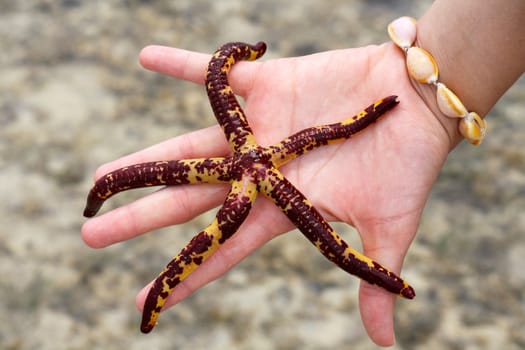 A starfish held in the palm of a hand