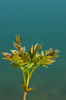 a sprout at spring time on a sunny day