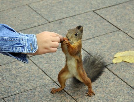 Squirrel feeding