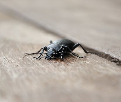 Ground beetles