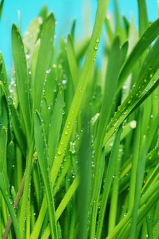 close up of vivid fresh green grass