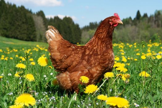 hen outside in the meadow on a sunny day