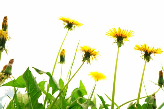 Springflowers isolated on white background with grass and soil...........