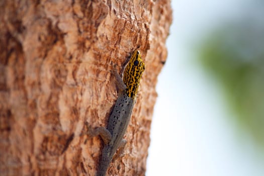 A lizard climbing up the trunk of a tree