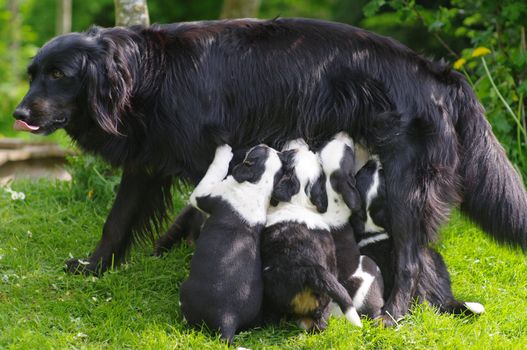 Dog breast-feed it puppies outside in the meadow