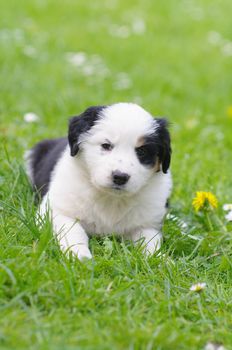 cute puppies in the meadow in spring time