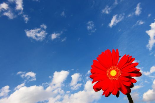 Gerbera against the sky on a sunny day