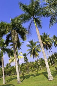 Palm tree in a public indonesian garden 