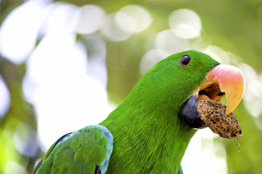 Green Macaw parrot with food in his peck