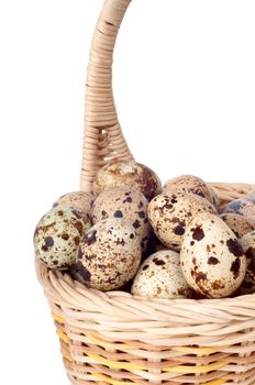 quail eggs in a basket isolated on a white background
