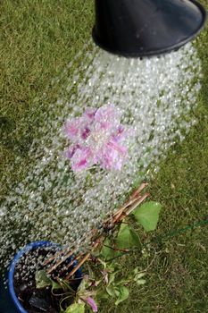 a beautiful clematis in a pot being watered from a watering can in a garden