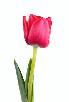 Fresh red tulip isolated over white