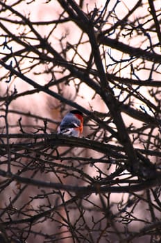 A red  bird surrounded by curving branches