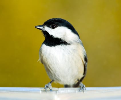 Chickadee perching on the edge of a plastic feeding tray and showing its profile