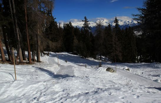 Winter snowy landscape and view on the Alps with fir trees by beautiful weather, Switzerland