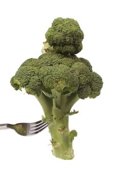Broccoli on a fork  isolated against a white background