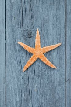 starfishs on blue wood