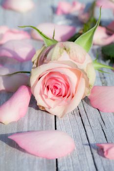 Closeup of pink rose petals