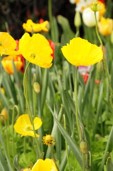 Photo of bright yellow poppies in the garden