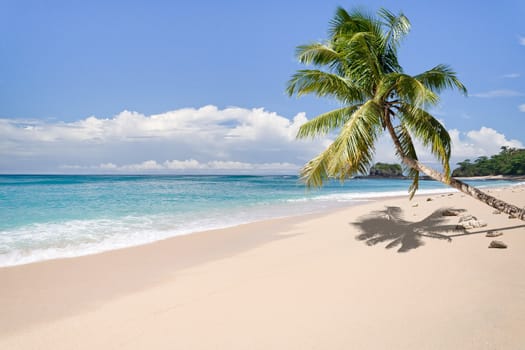 Desert island with palm tree on the beach