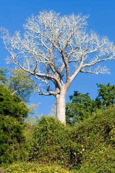 Baobab endemic to Madagascar by the river Tsiribihina