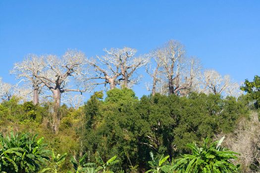 Baobabs endemic to Madagascar by the river Tsiribihina