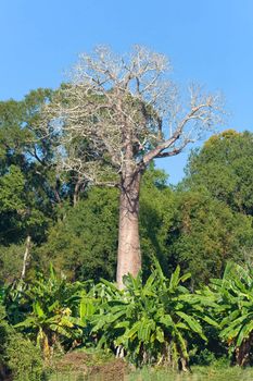 Baobab endemic to Madagascar by the river Tsiribihina