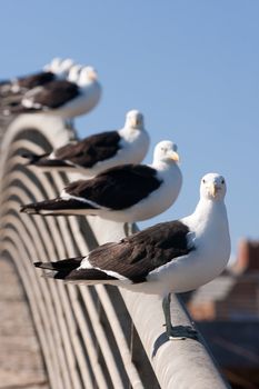 Aligned group of seagulls on the railing of a bridge