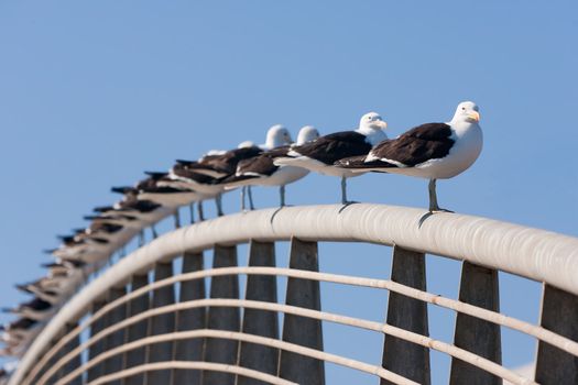 Aligned group of seagulls on the railing of a bridge