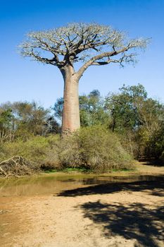 Baobabs tree in the savannah of Madagascar