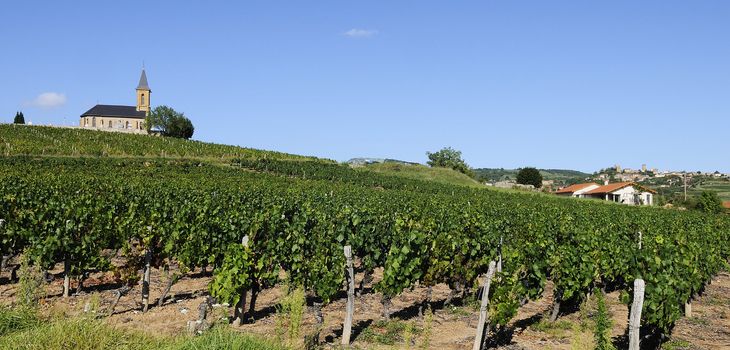 French vineyads in Beaujolais, near Oingt village