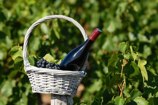 Bottle of red wine and grapes in basket 