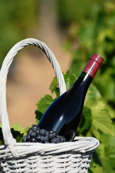 Bottle of red wine and grapes in basket 