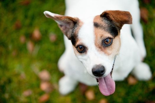 Jack Russell Terrier on the grass