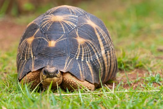The radiated tortoise, endemic turtle from south of Madagascar