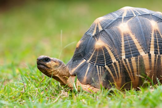 The radiated tortoise, endemic turtle from south of Madagascar