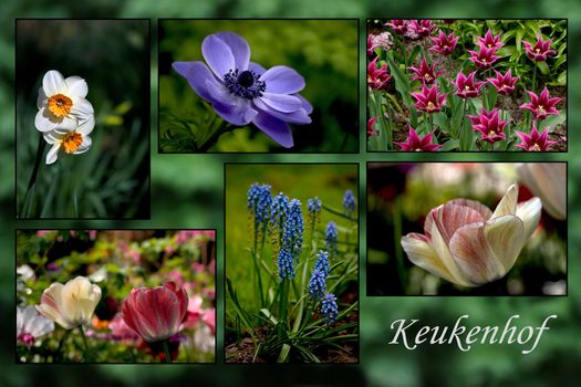 Collection of flowers - postcard from Keukenhof