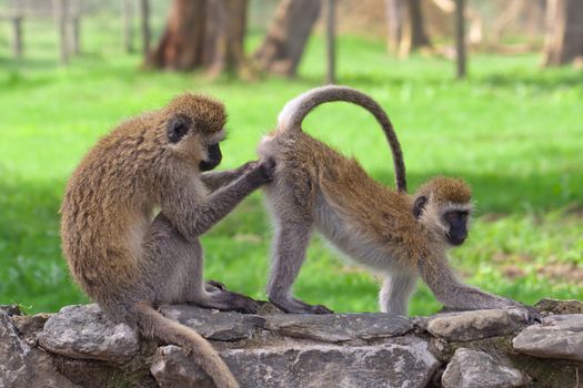 Two monkeys in the African savannah
