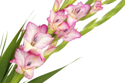 pink gladiolus