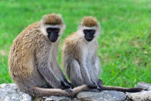 Two monkeys in the African savannah