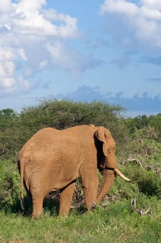 Elephant in the african savannah