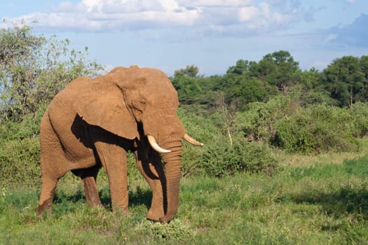 Elephant in the african savannah