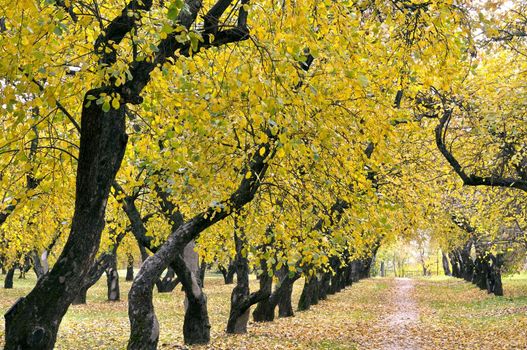 autumn apple orchard, the central region of Russia