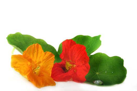 yellow and orange nasturtium blossom on a white background