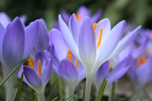 Close-up of crocuses in a flower meadow