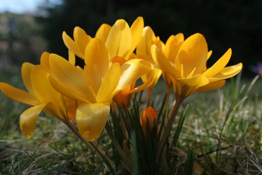 Close-up of crocuses in a flower meadow